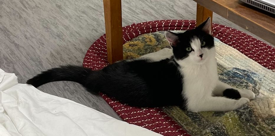 Gallery image: Domino