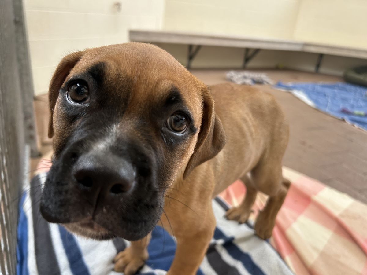 Gallery image: Petal