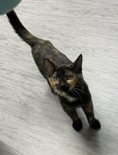 Dottie  - Domestic Short Hair