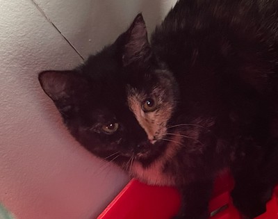 Batgirl  - Domestic Short Hair