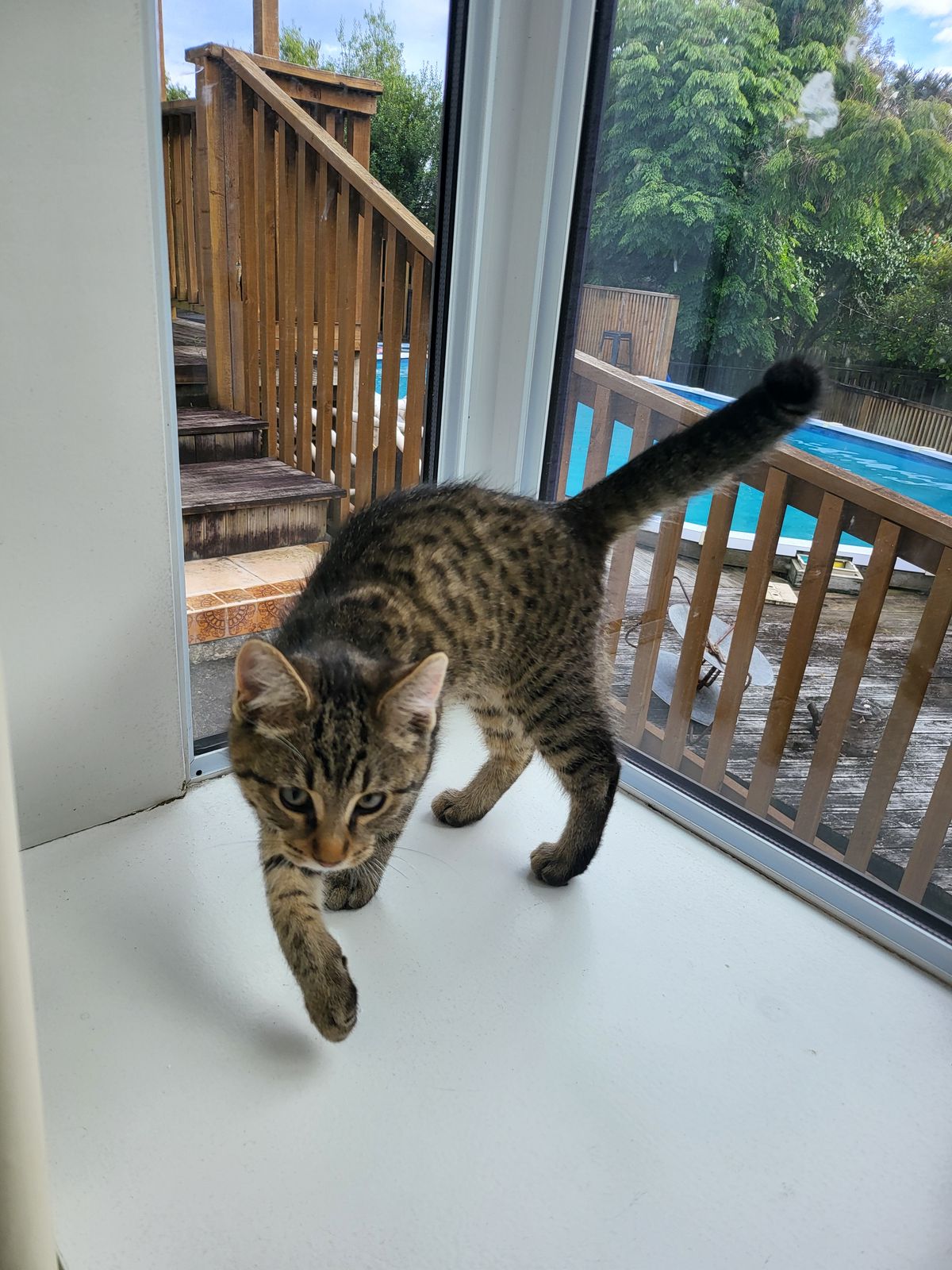 Gallery image: Fuzzball