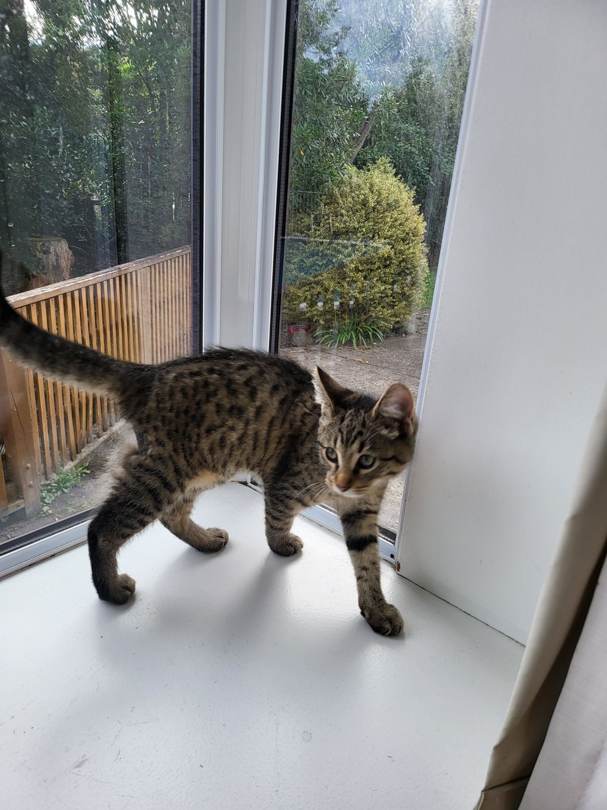 Gallery image: Fuzzball