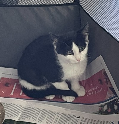 Mischief  - Domestic Short Hair