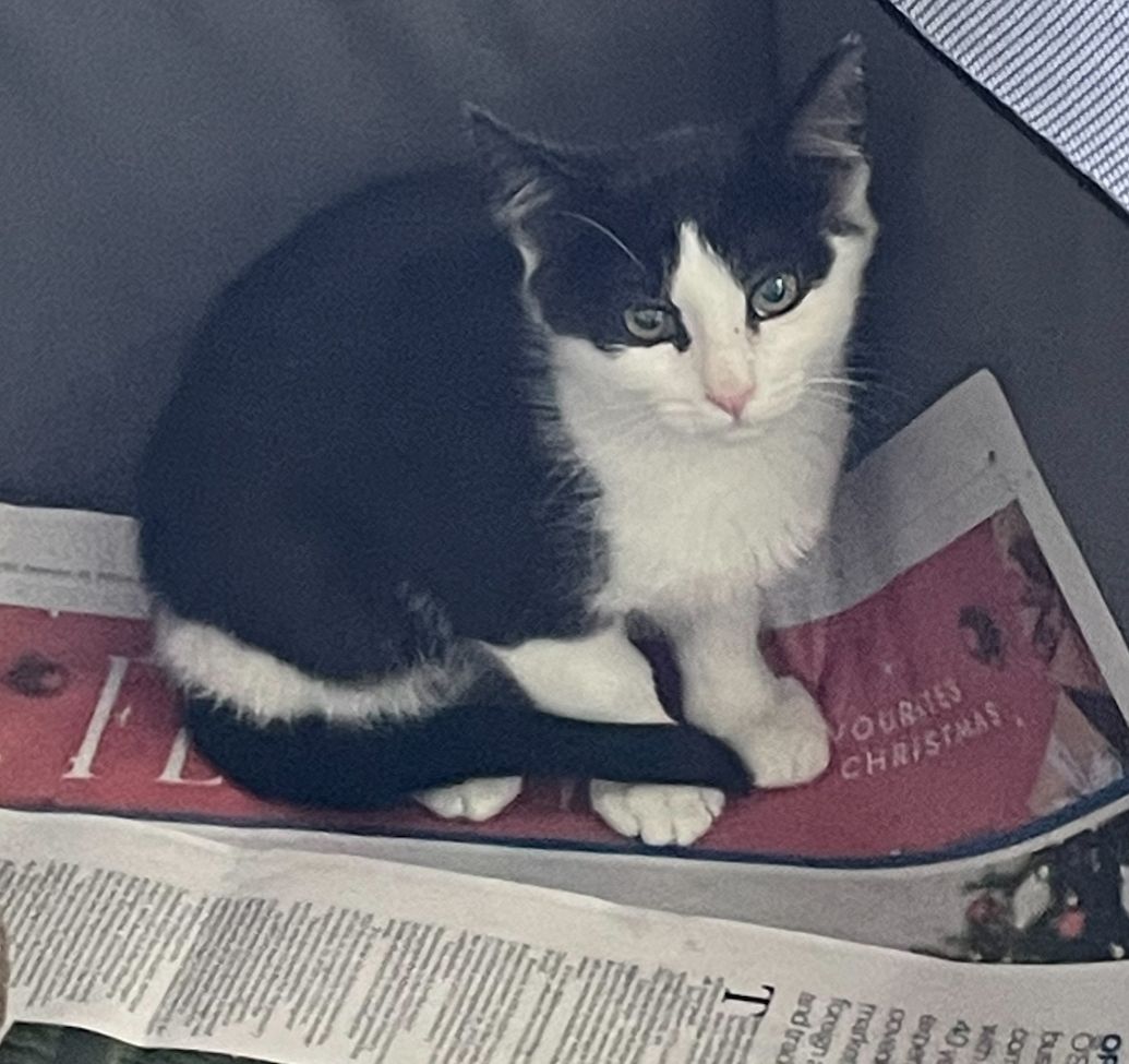 Gallery image: Mischief 