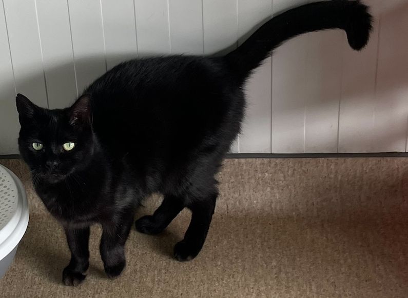 Gallery image: Missy