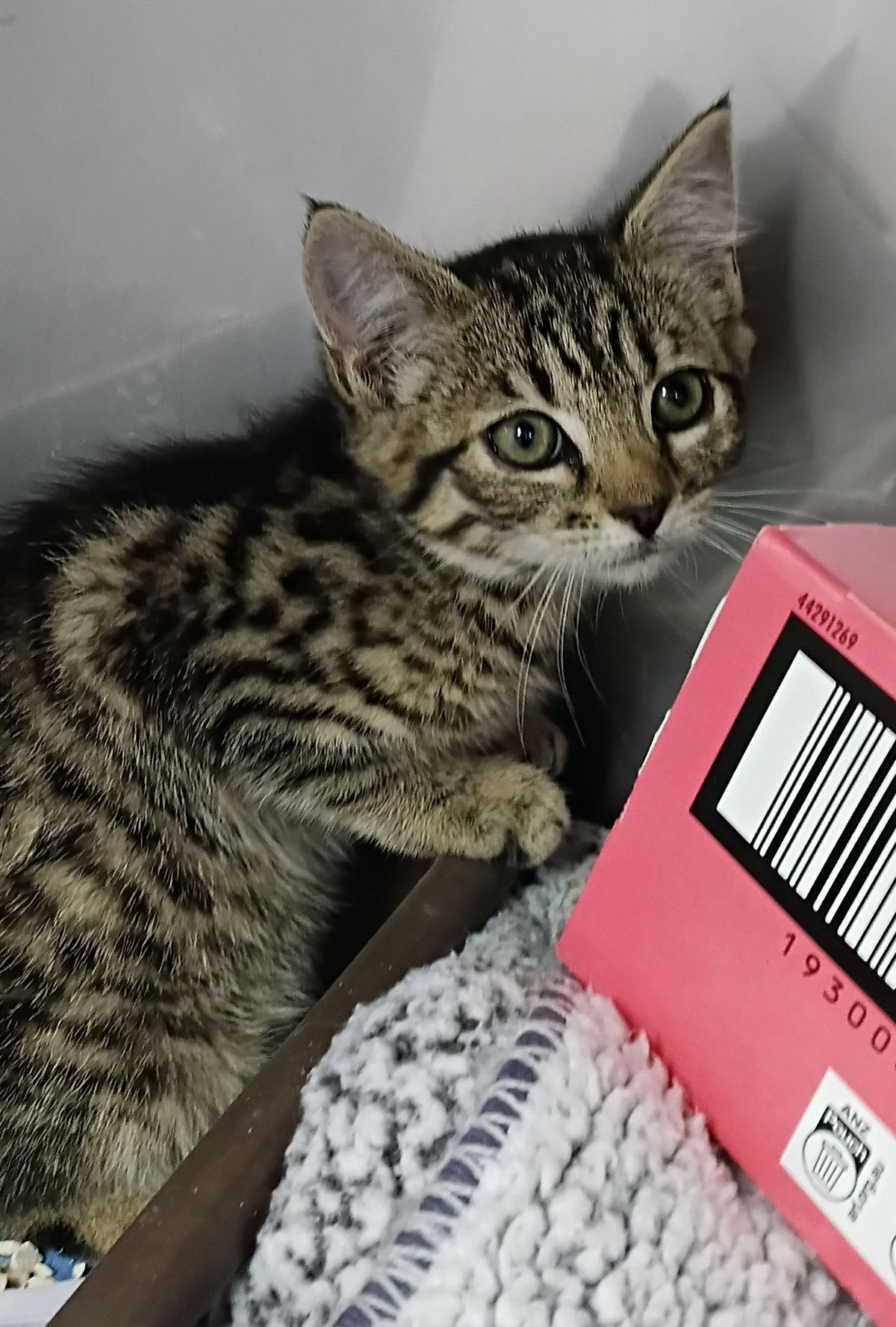 Gallery image: MacAroni