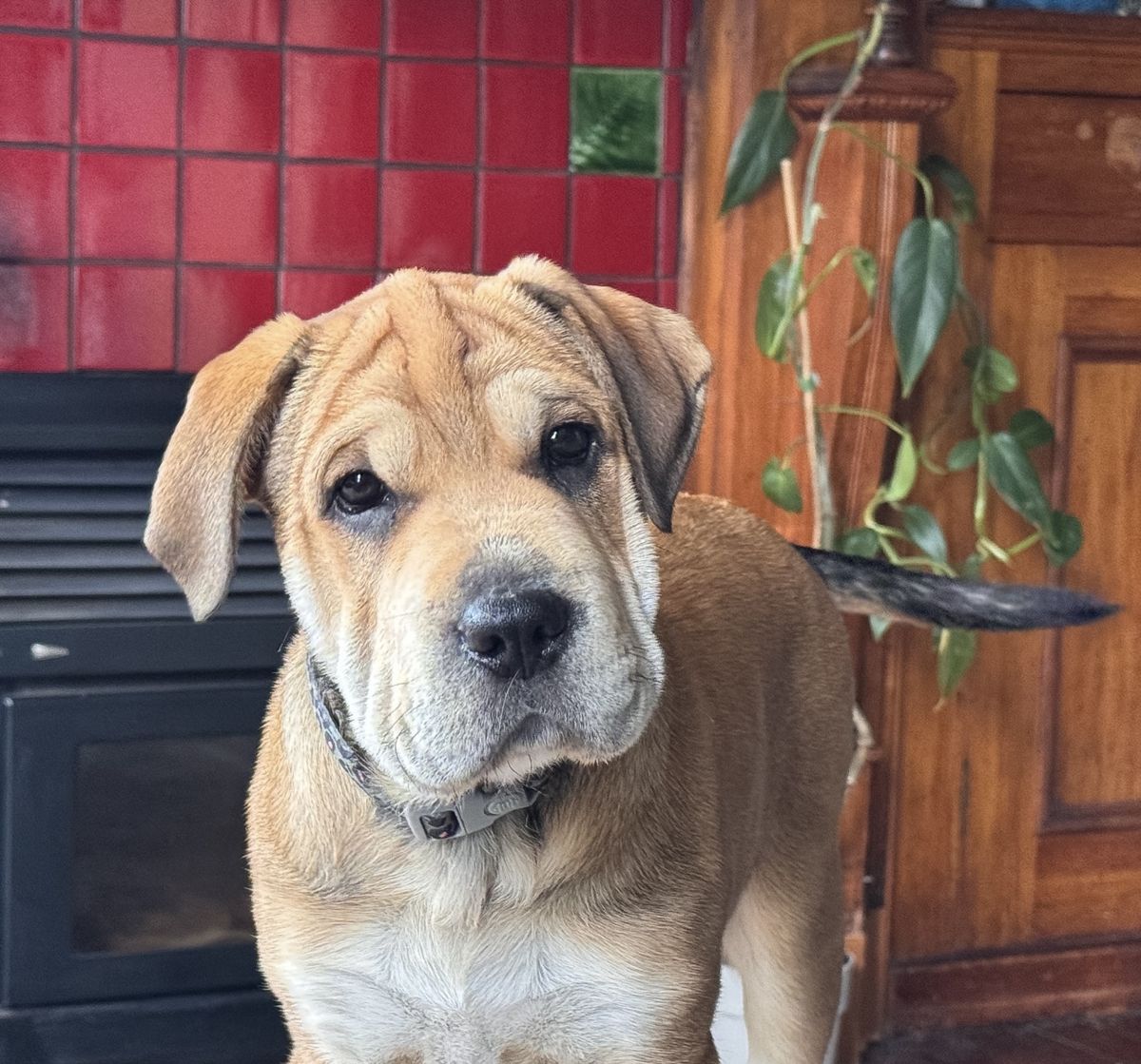 Gallery image: Honey