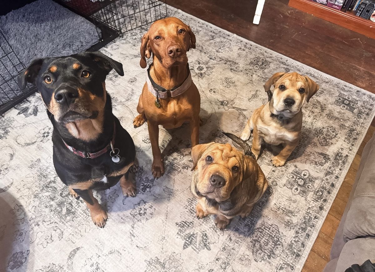 Gallery image: Honey