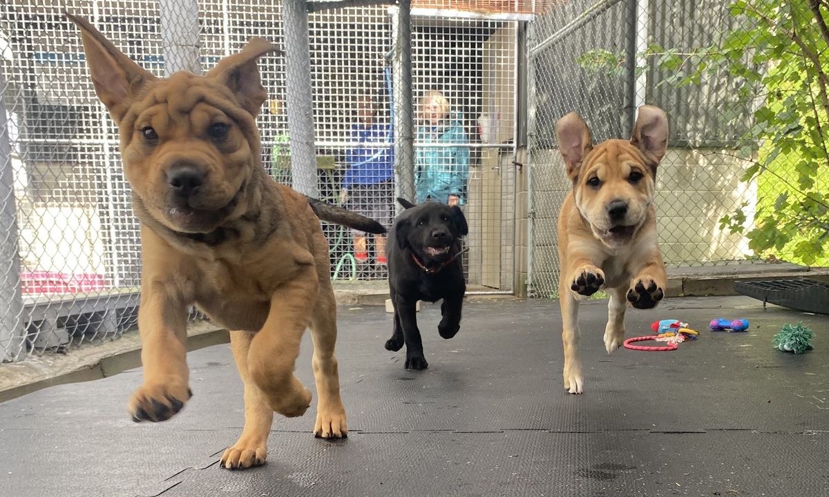 Gallery image: Honey