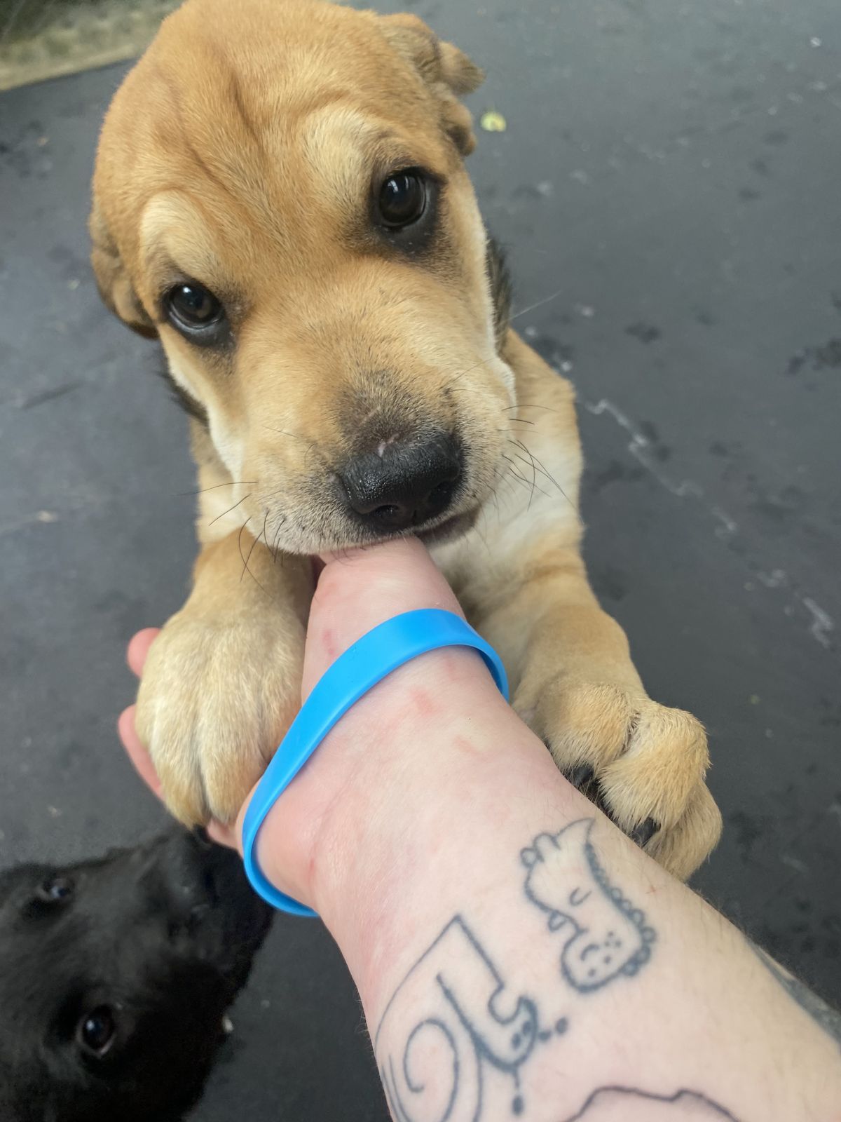 Gallery image: Honey