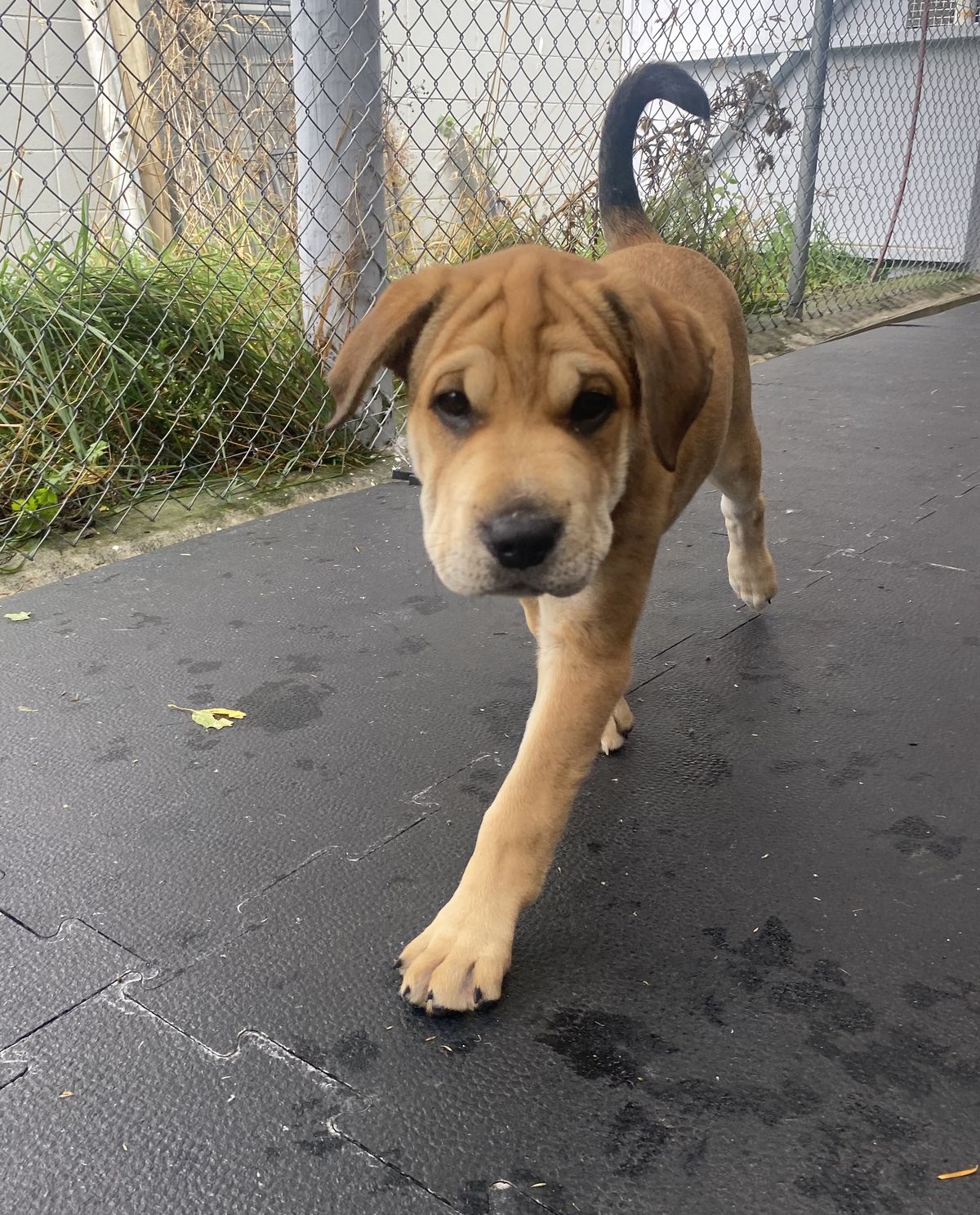 Gallery image: Honey