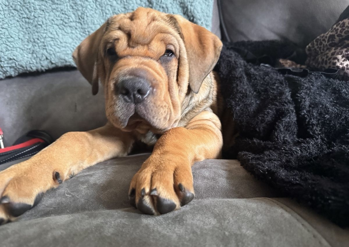 Gallery image: Pascall