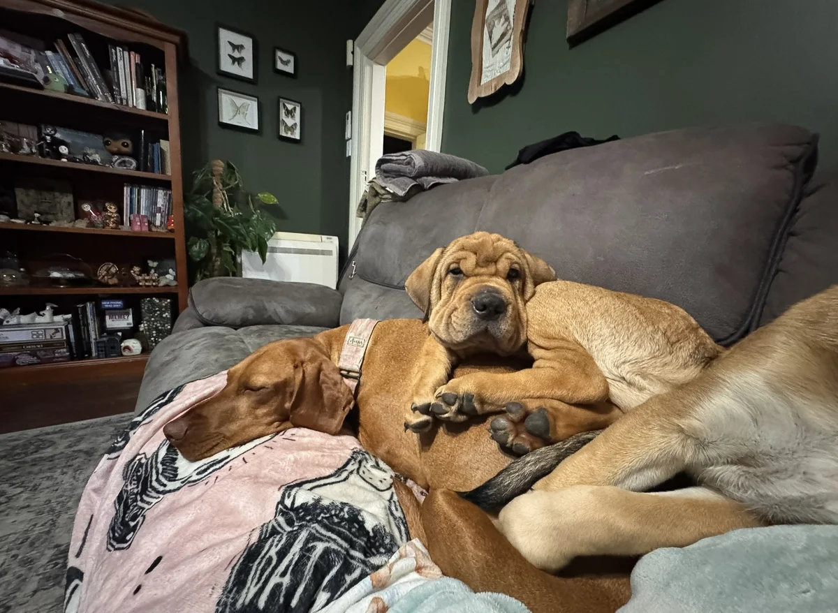 Gallery image: Pascall