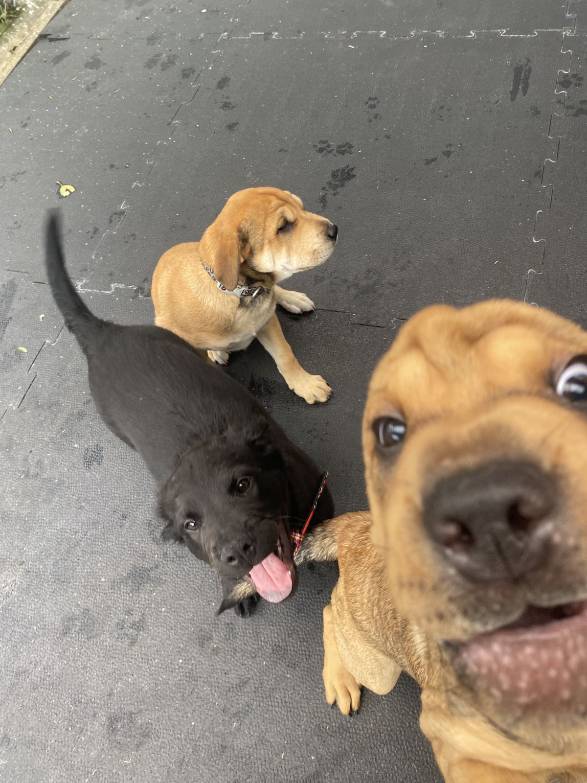 Gallery image: Pascall