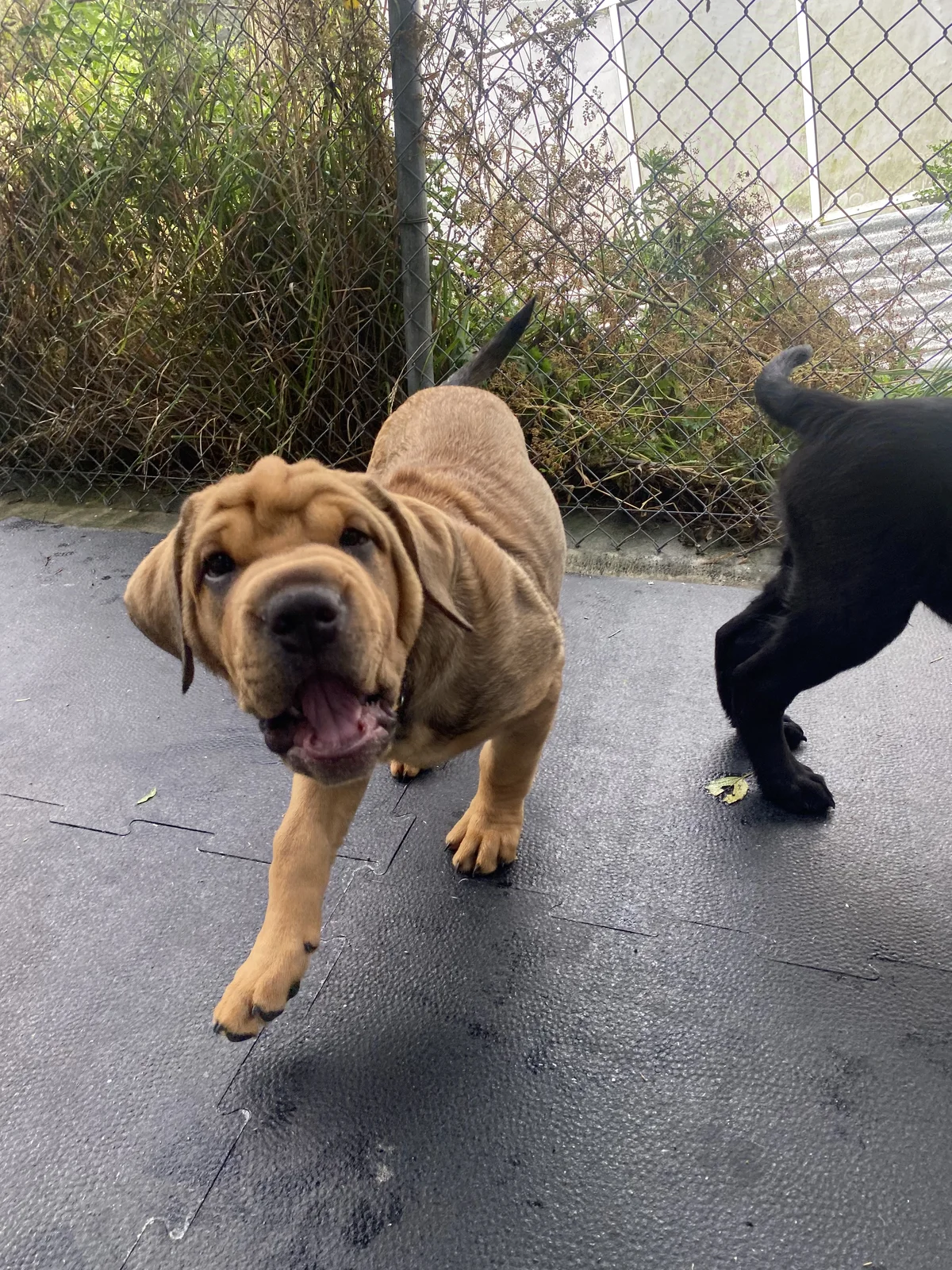 Gallery image: Pascall