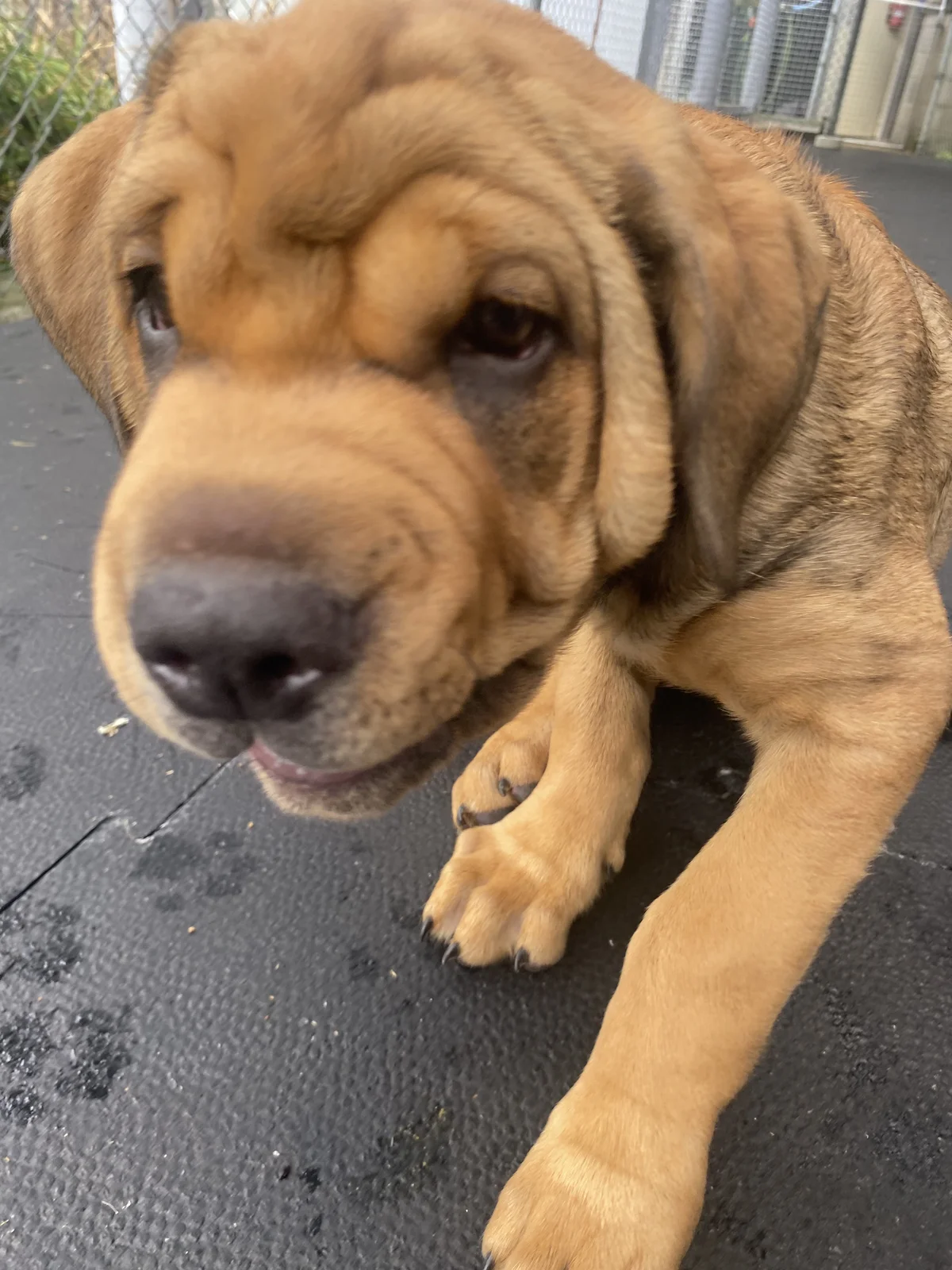 Gallery image: Pascall