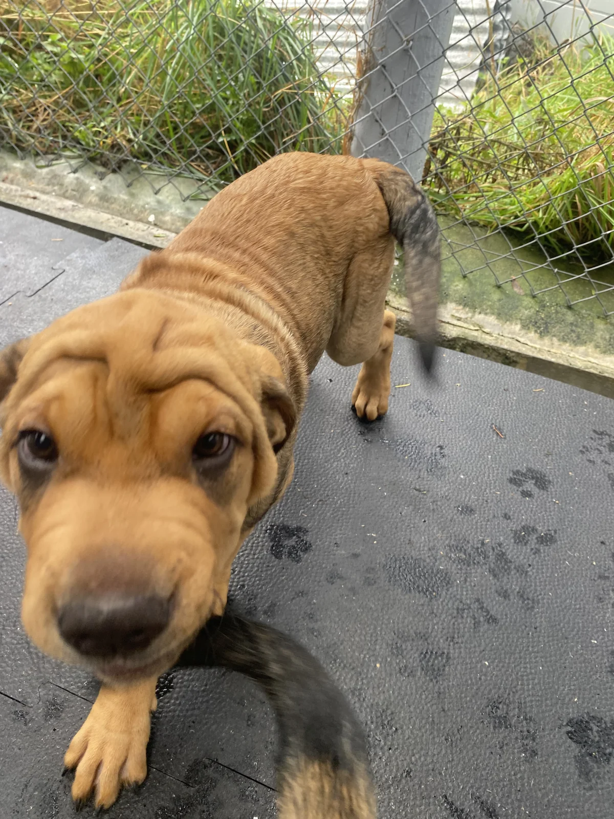 Gallery image: Pascall