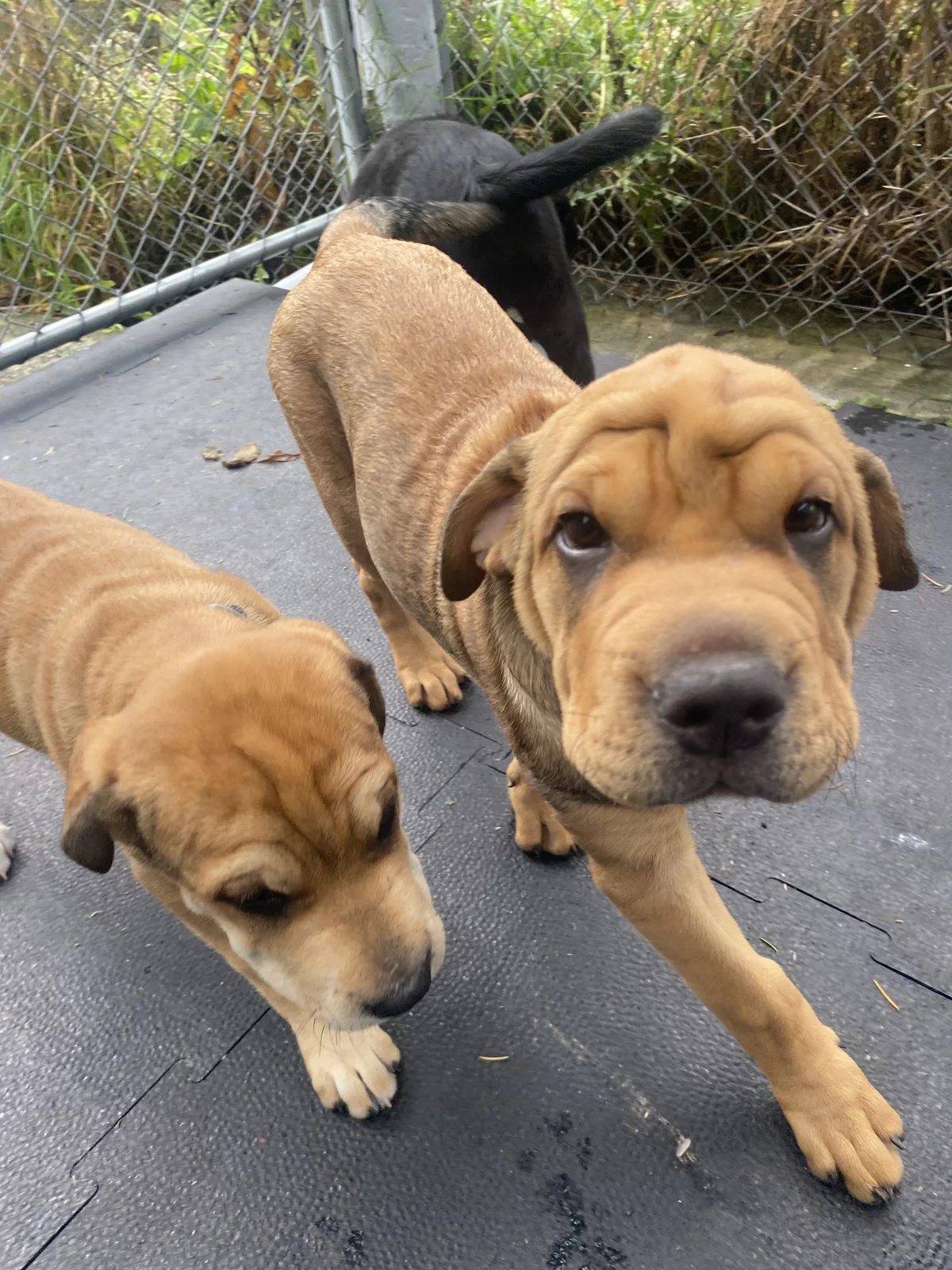 Gallery image: Pascall