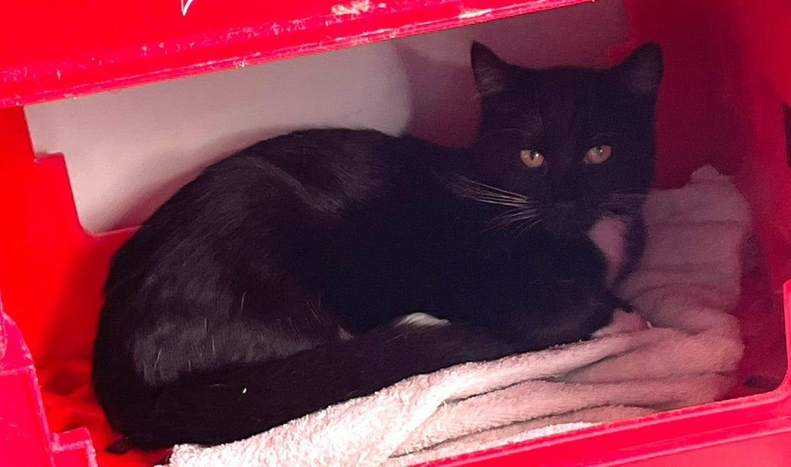 Gallery image: Shiloh