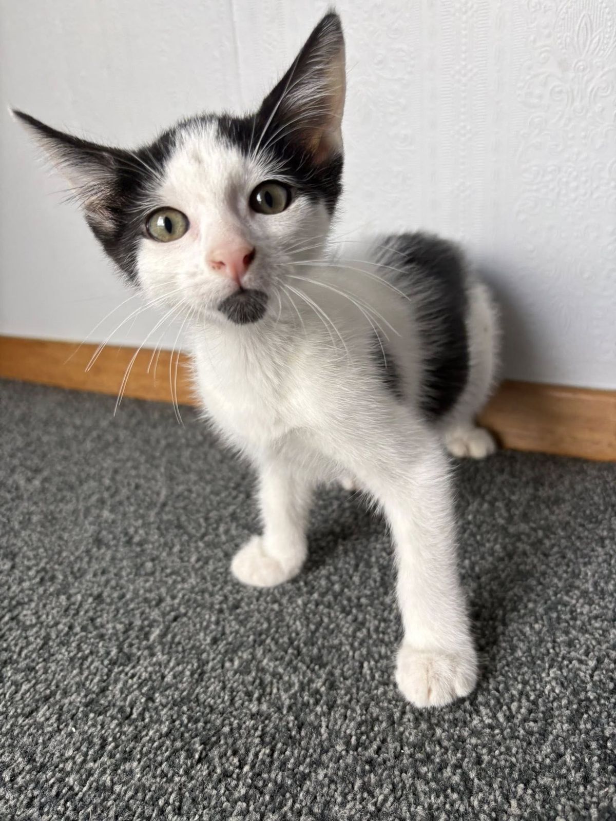 Gallery image: Junior