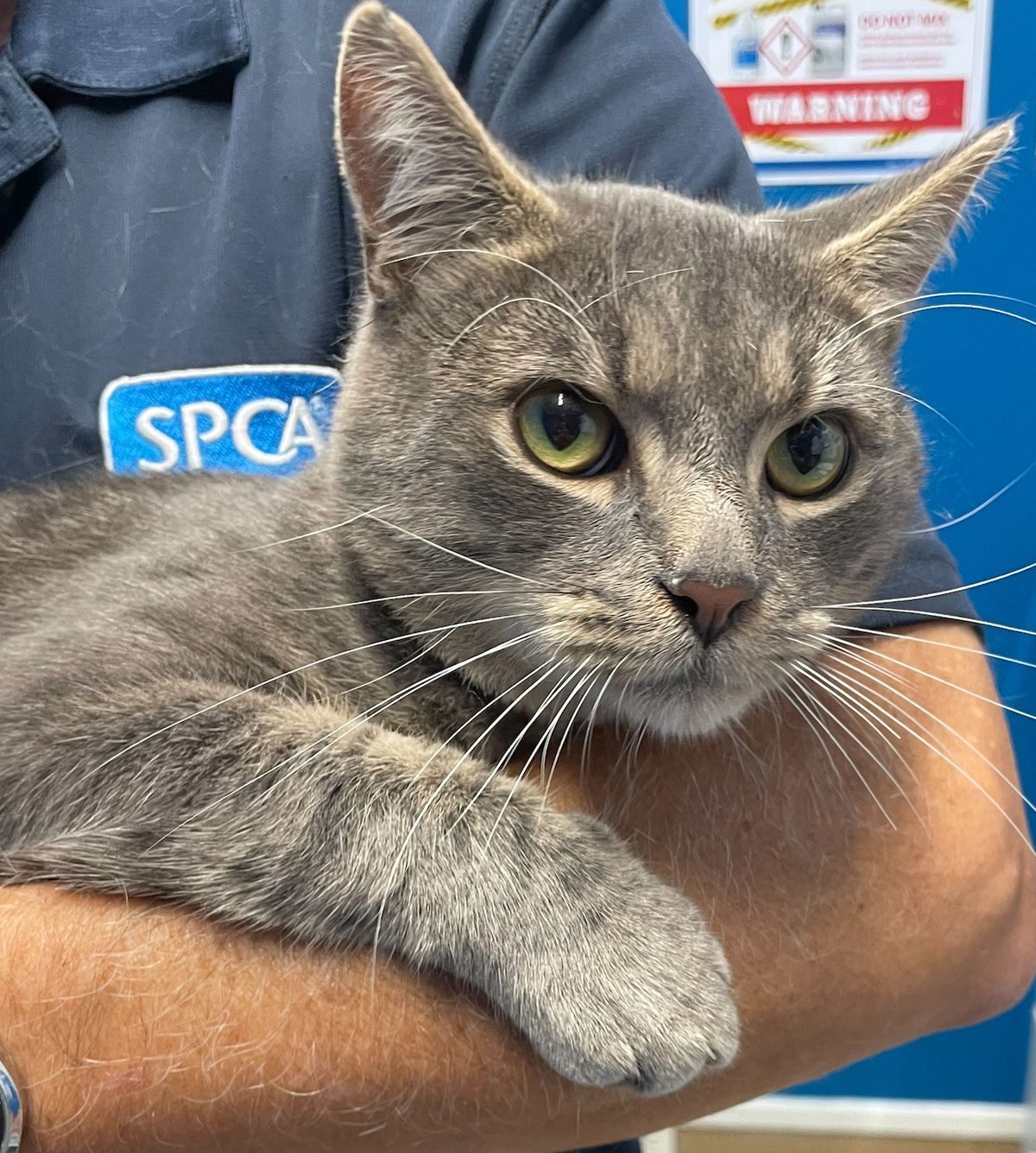 Gallery image: Gobble Guts