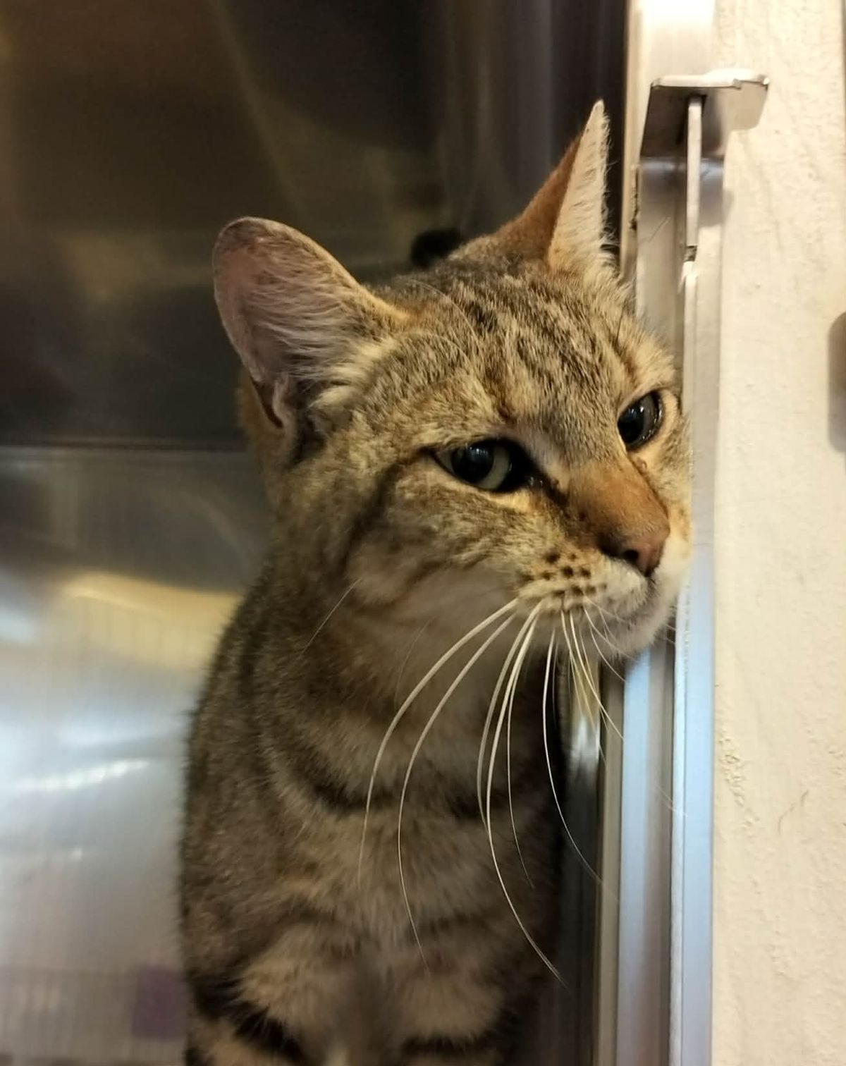 Gallery image: Eliza