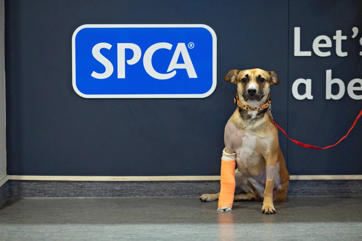 From rescued to rehomed: Queenie's story