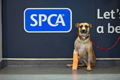 From rescued to rehomed: Queenie's story