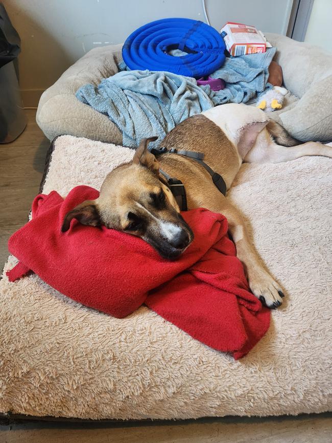 Queenie resting on bed during recovery at SPCA after surgery