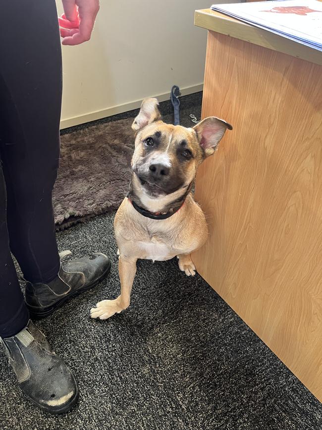 Queenie looking up at SPCA staff member during recovery
