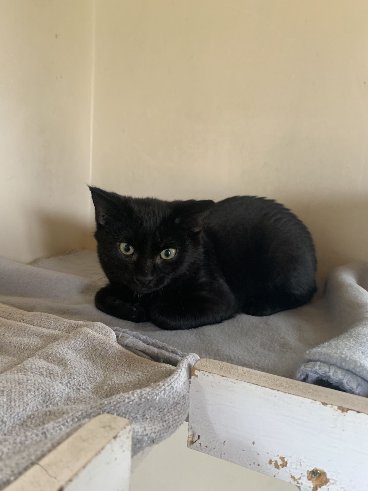 Gallery image: Riven 