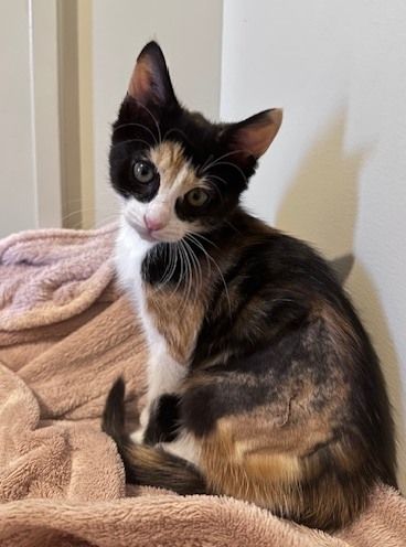 Gallery image: Caramel