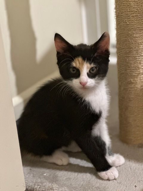 Gallery image: Caramel