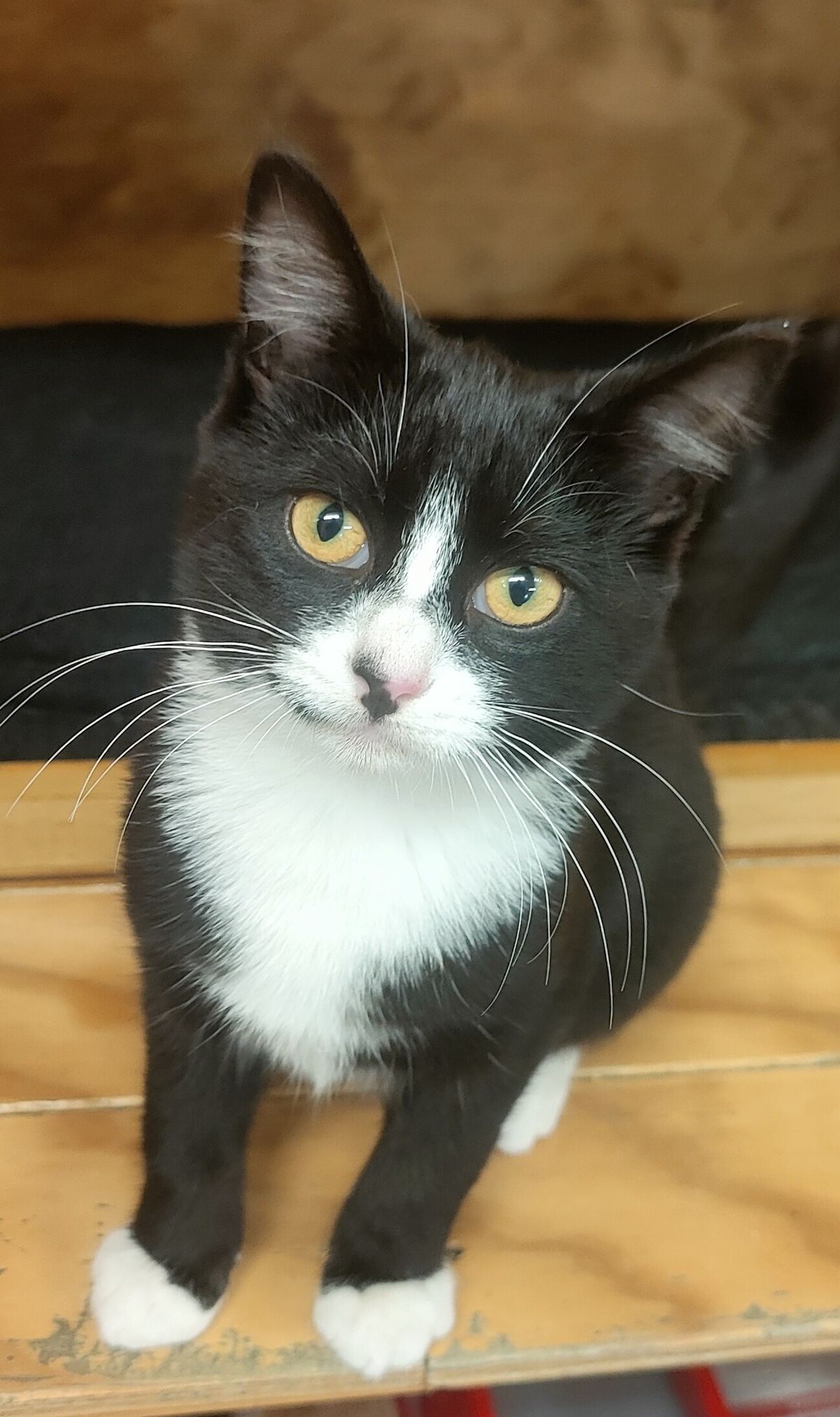 Gallery image: Holly