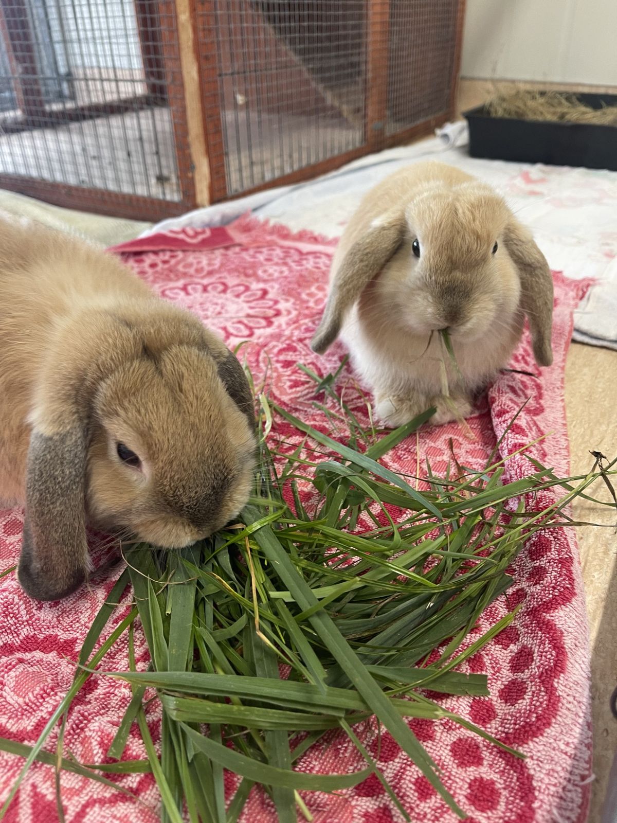 Gallery image: Gingernut