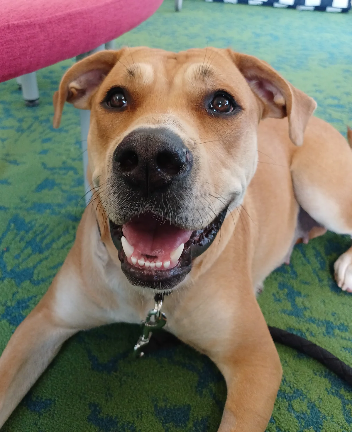 Gallery image: Trixie