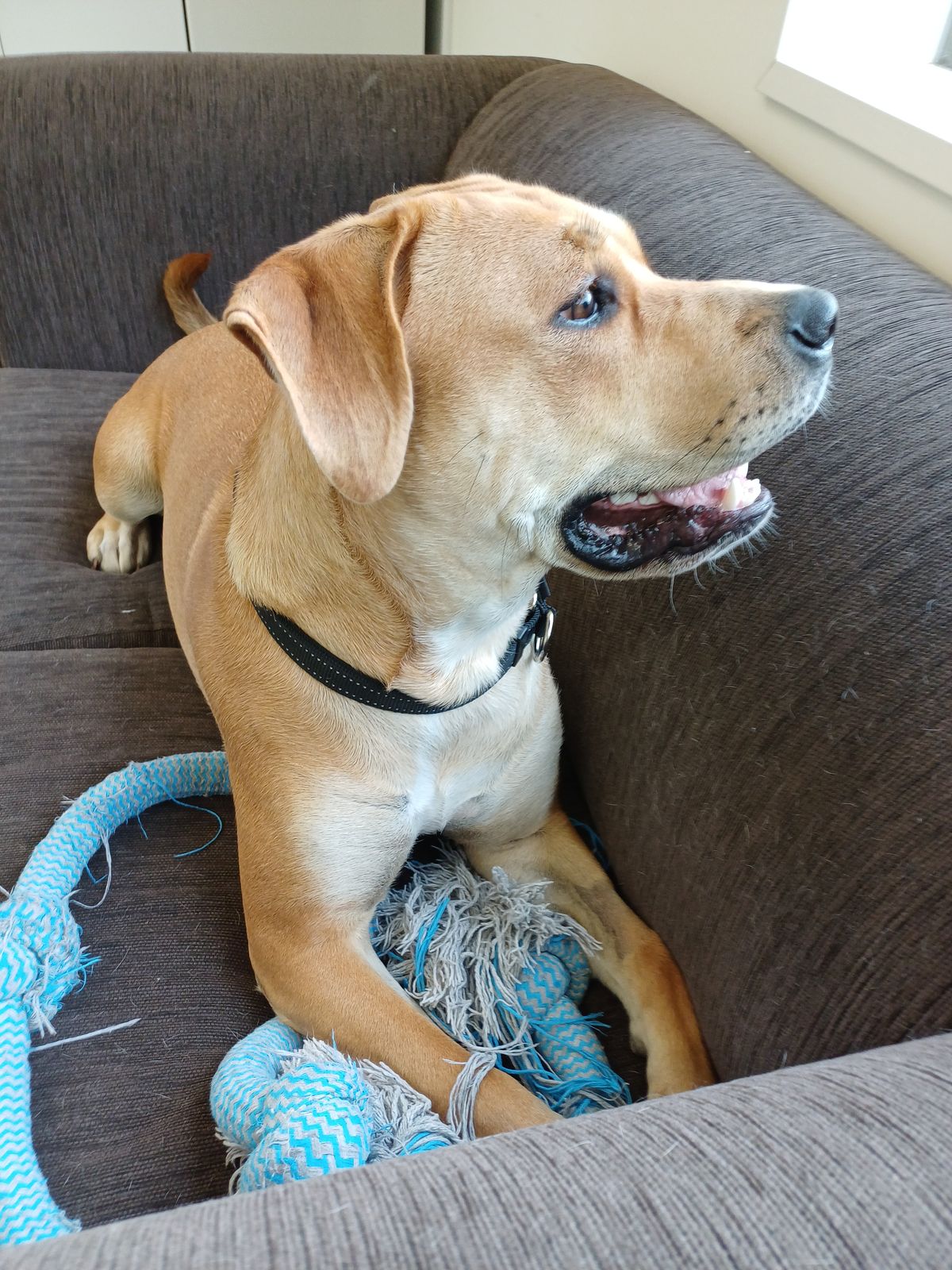 Gallery image: Trixie