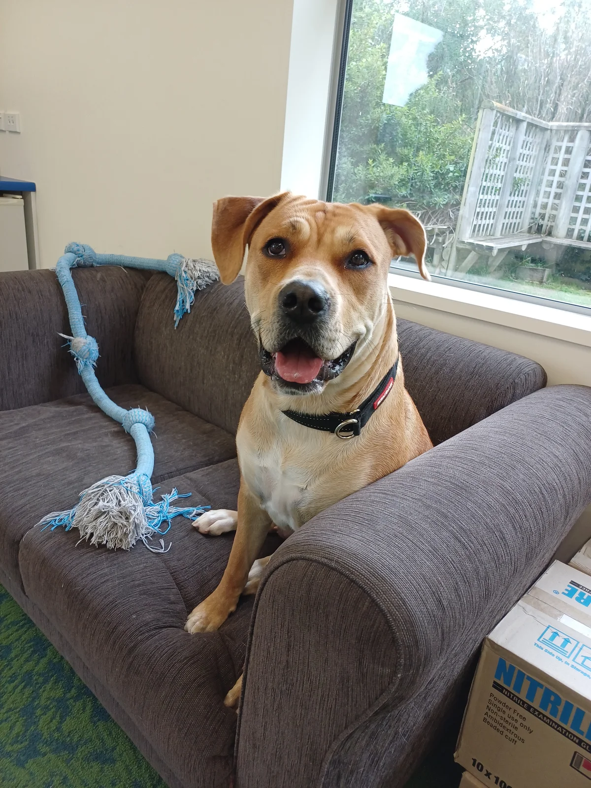 Gallery image: Trixie