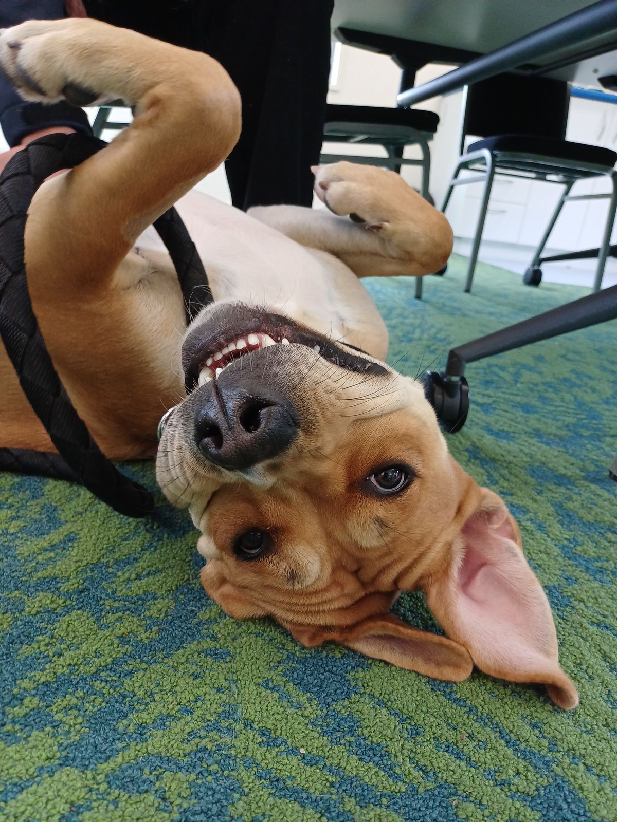 Gallery image: Trixie