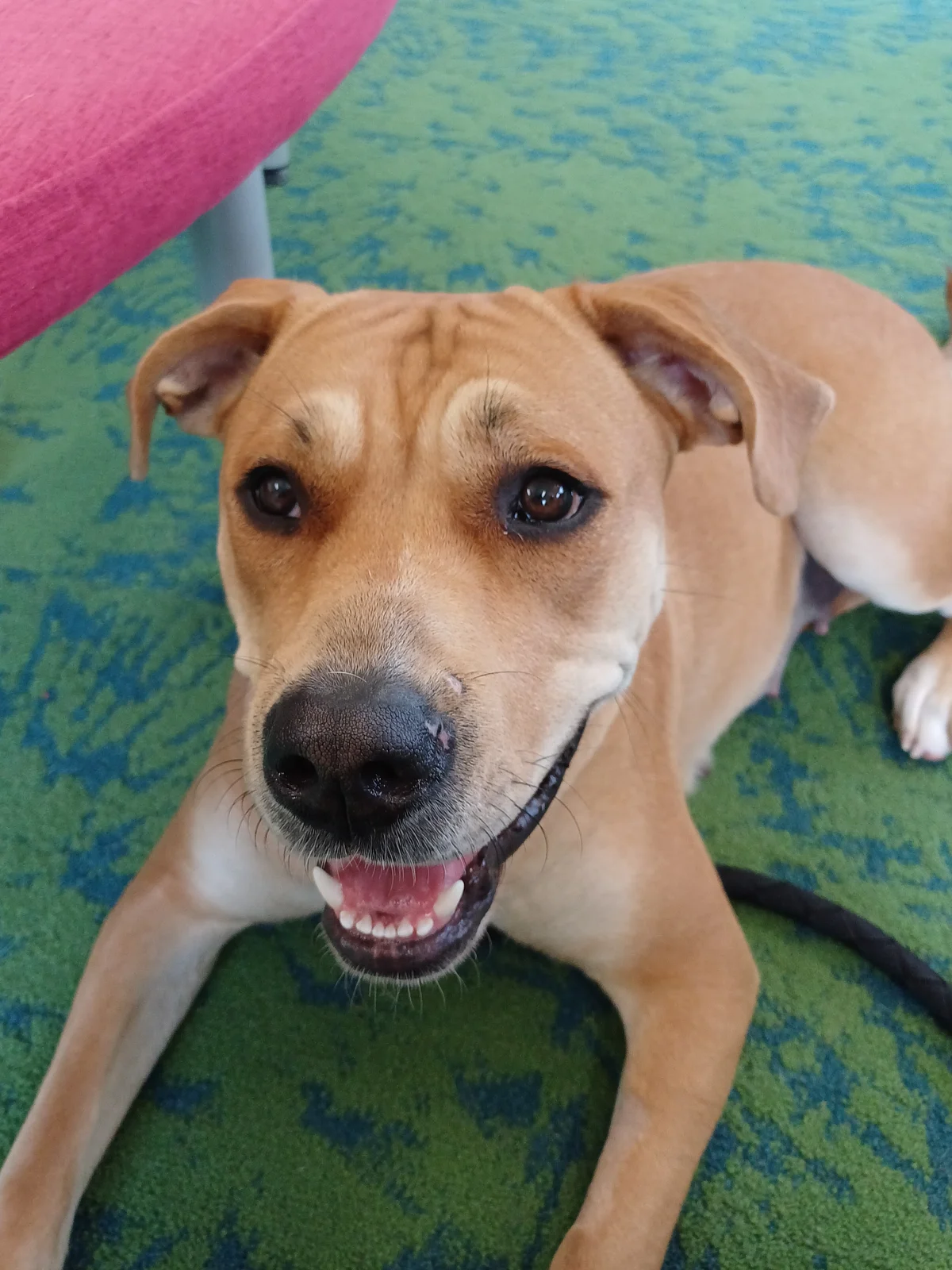 Gallery image: Trixie