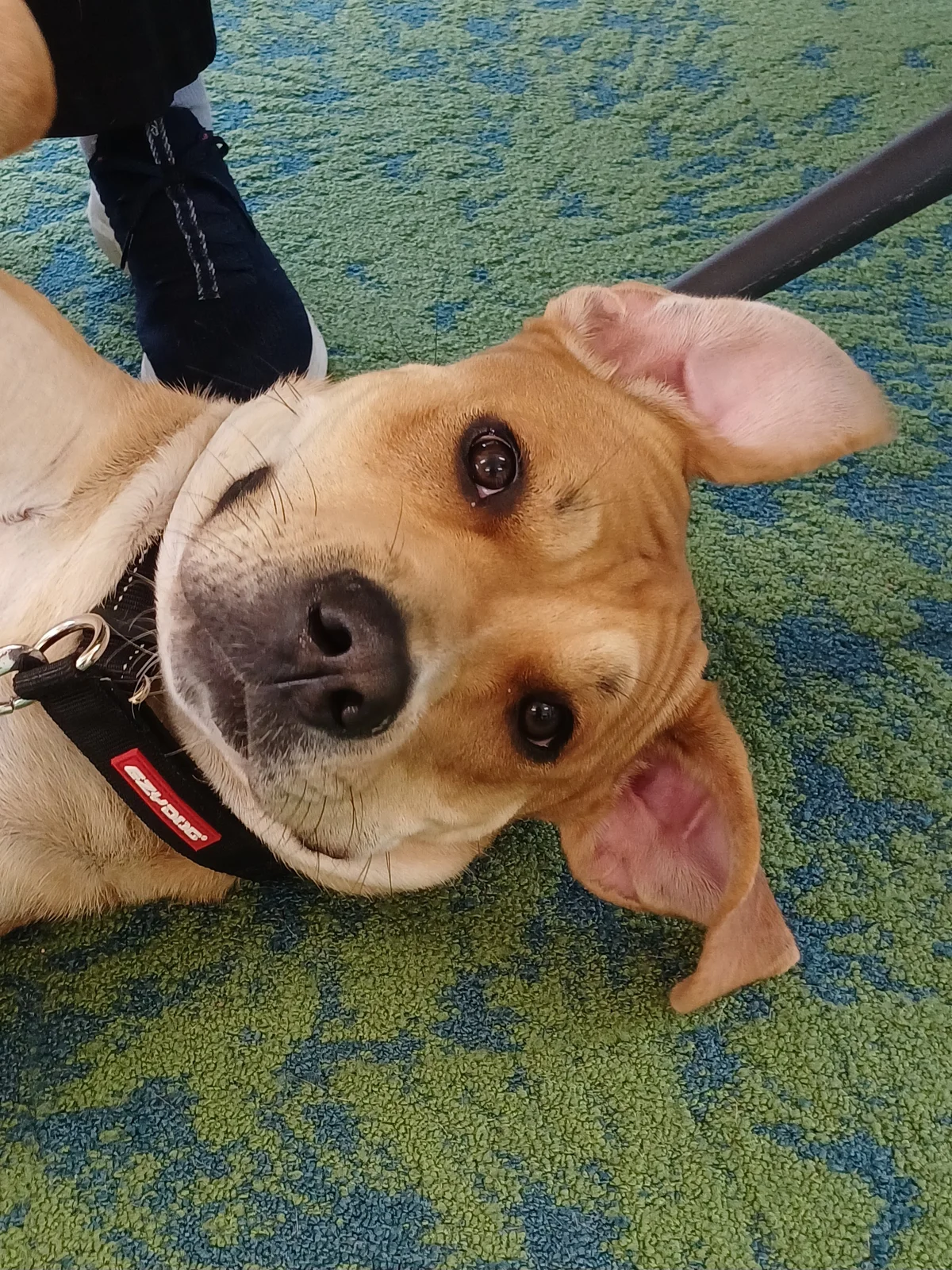 Gallery image: Trixie