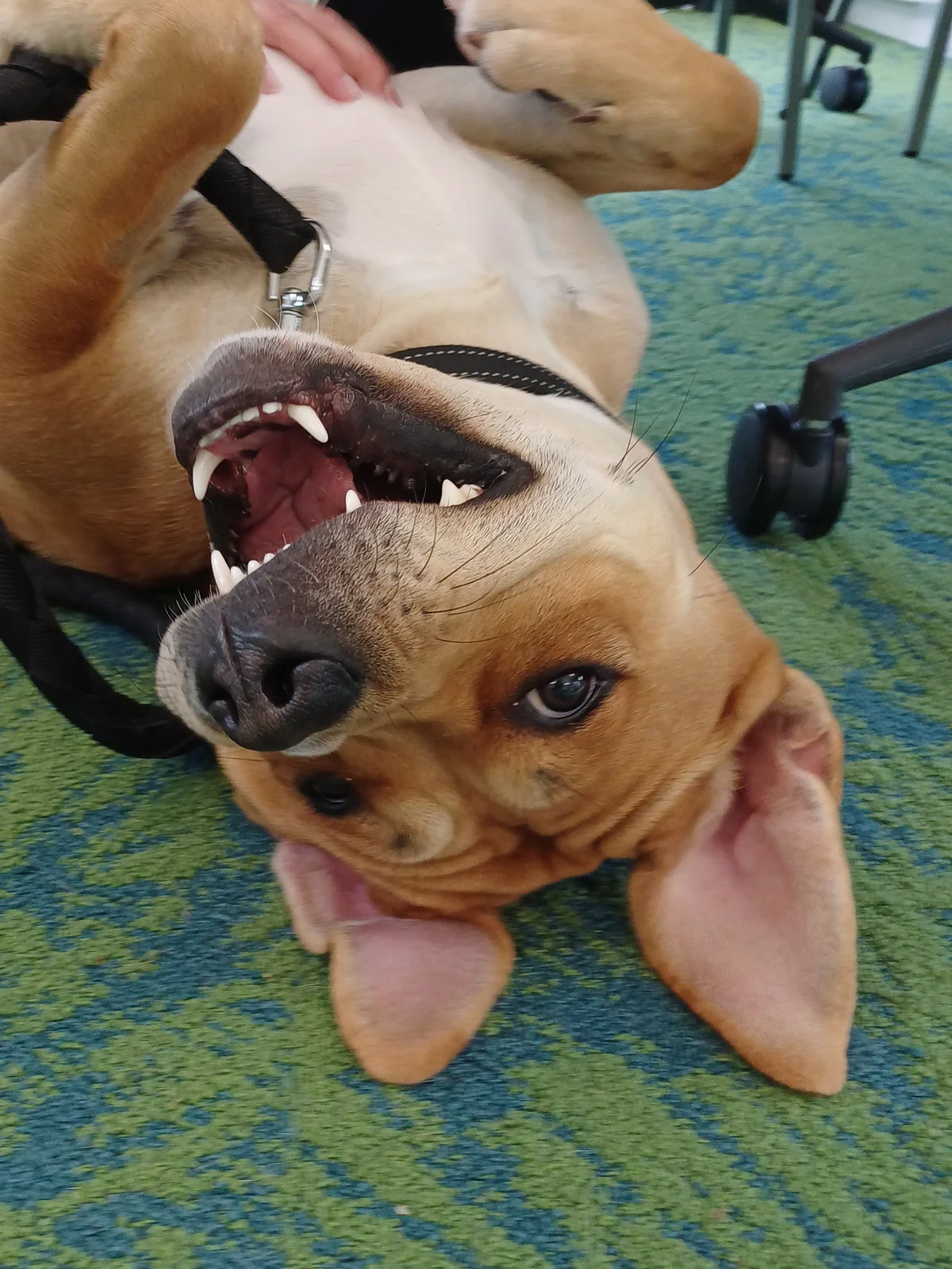 Gallery image: Trixie