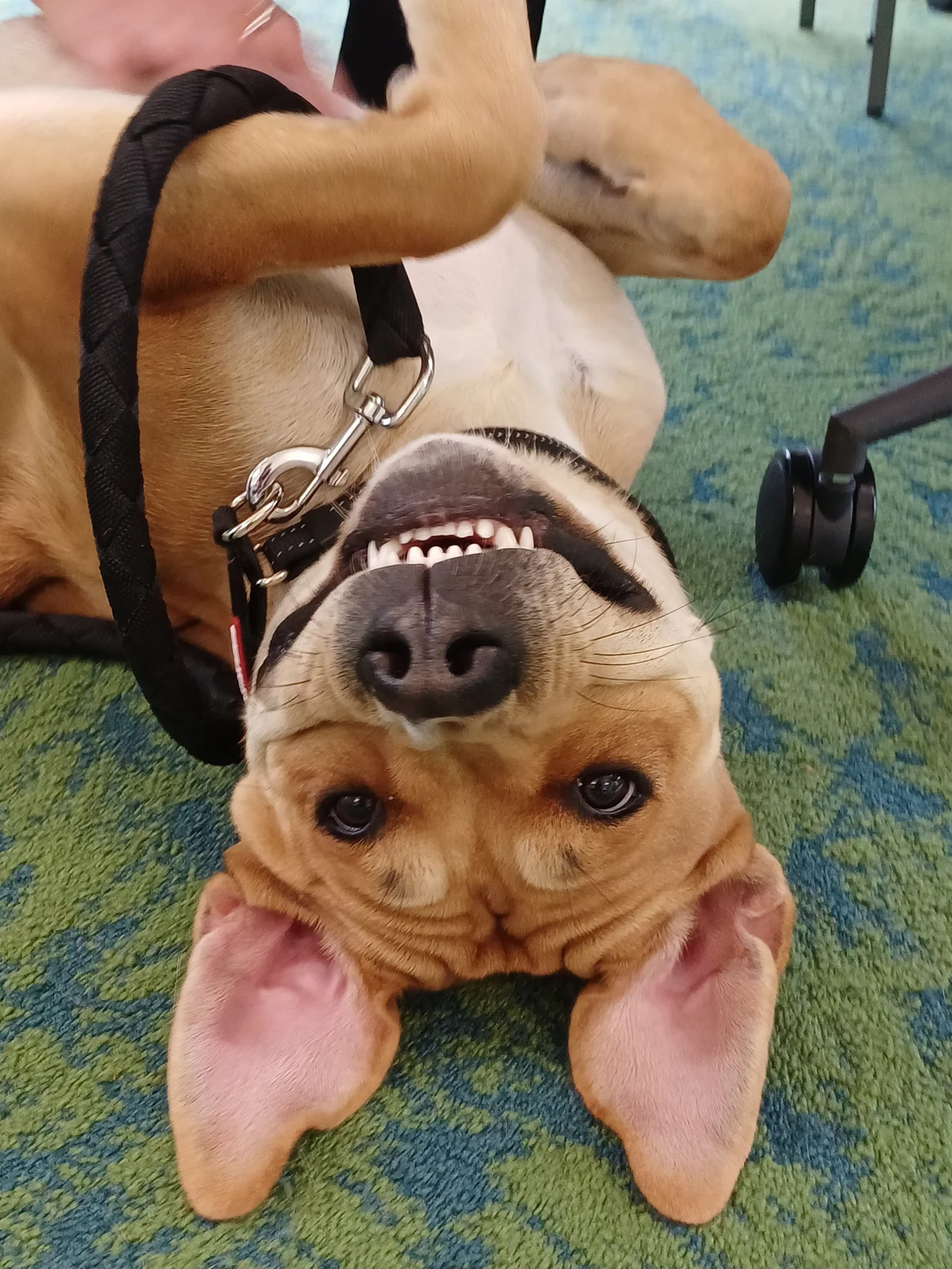 Gallery image: Trixie