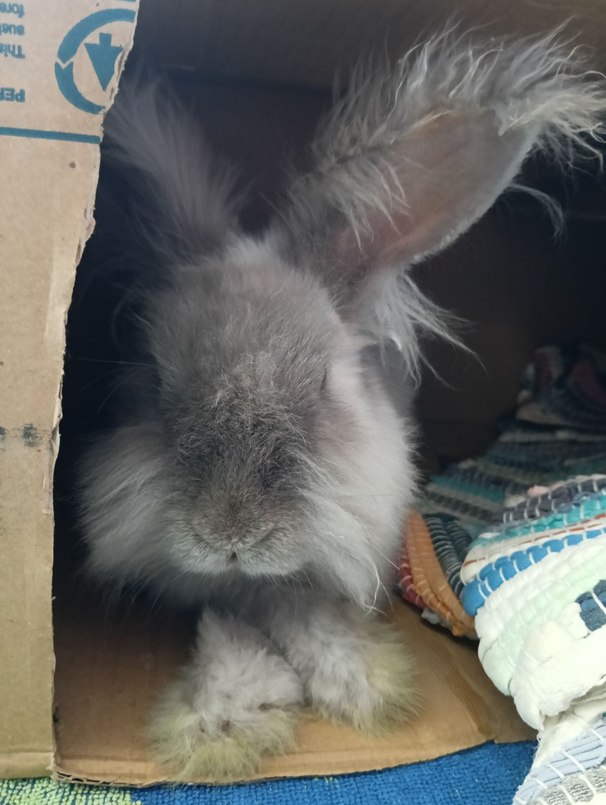 Gallery image: Violet