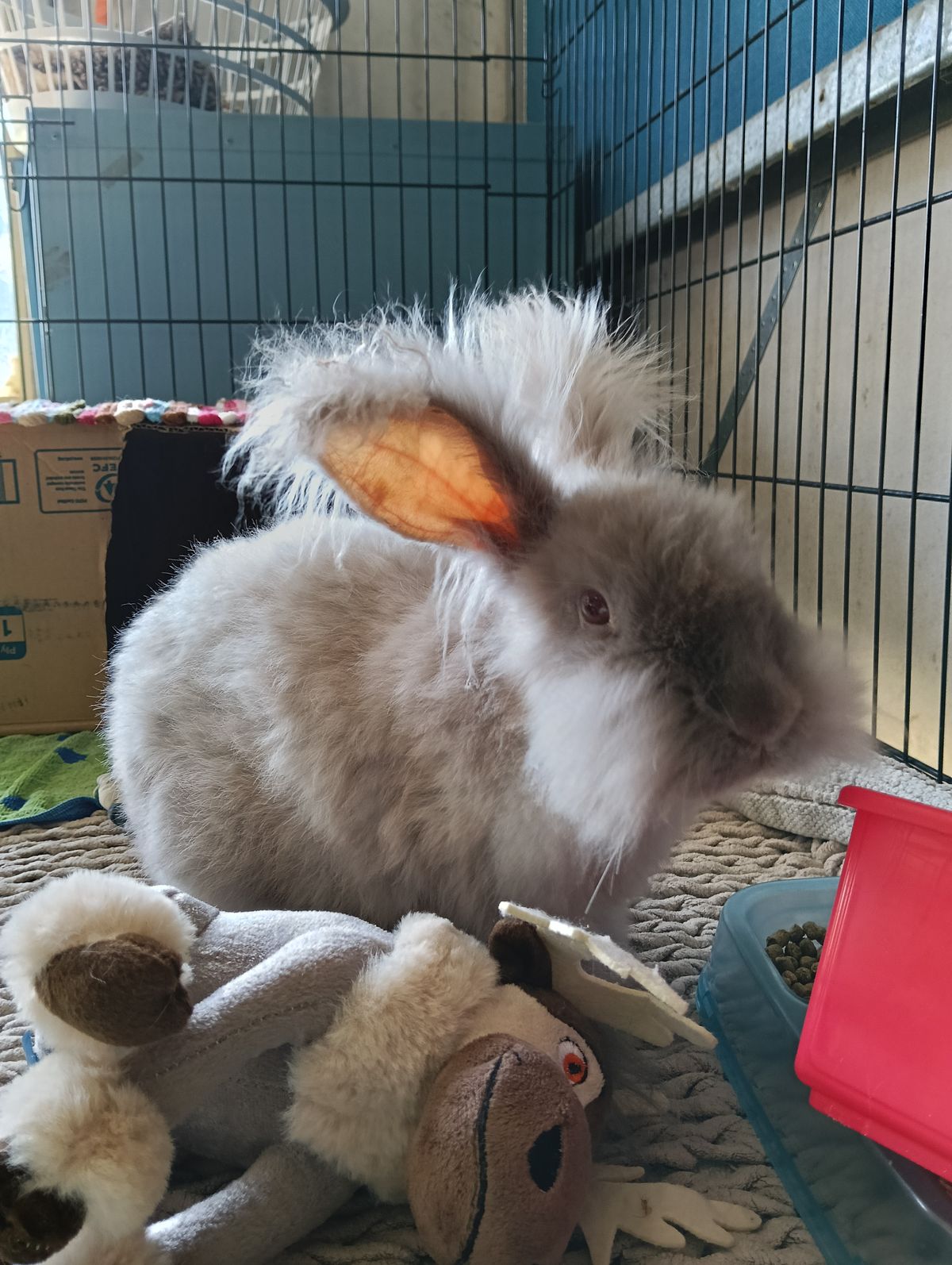 Gallery image: Violet