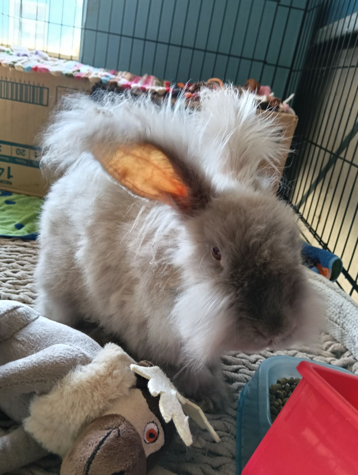 Gallery image: Violet