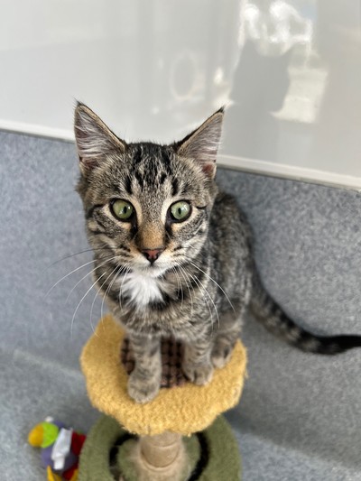 Daisy - Domestic Short Hair