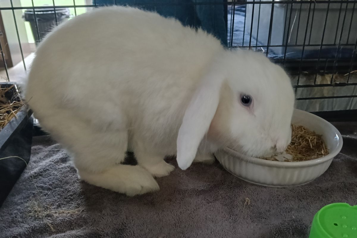 Gallery image: Lachie