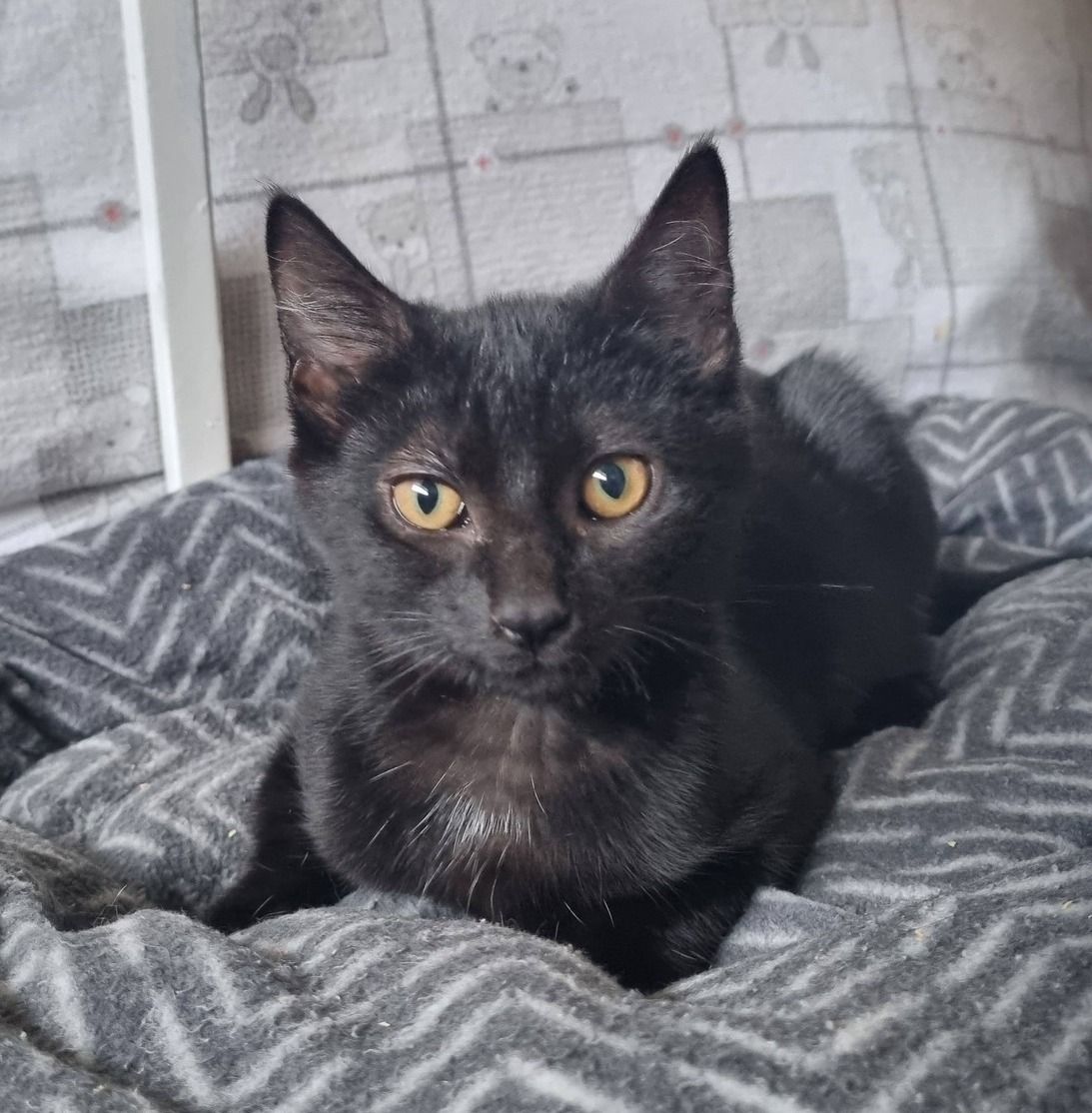 Gallery image: Skittles