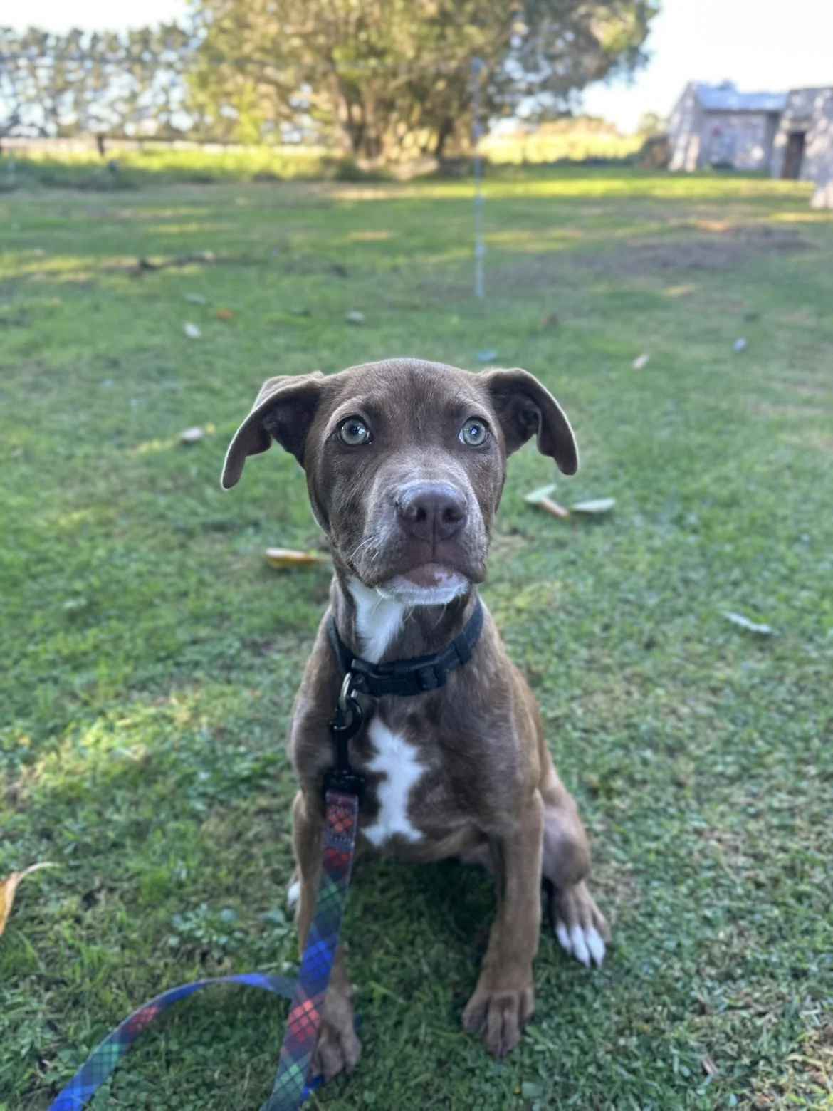 Gallery image: Chanel